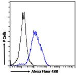 POU3F3 Antibody in Flow Cytometry (Flow)