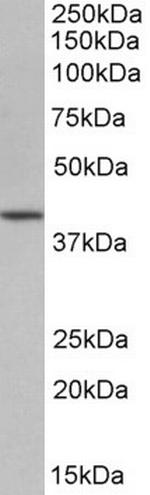 OCT4 Antibody in Western Blot (WB)