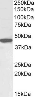 OCT4 Antibody in Western Blot (WB)