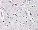 SOX3 Antibody in Immunohistochemistry (Paraffin) (IHC (P))