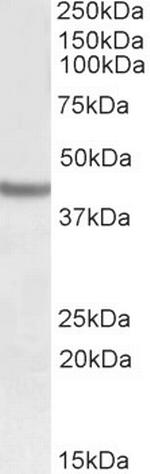 SOX3 Antibody in Western Blot (WB)