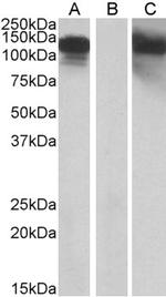 CDH11 Antibody in Western Blot (WB)