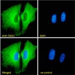 alpha Dystroglycan Antibody in Immunocytochemistry (ICC/IF)