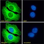 alpha Dystroglycan Antibody in Immunocytochemistry (ICC/IF)