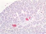 PGP9.5 Antibody in Immunohistochemistry (Paraffin) (IHC (P))