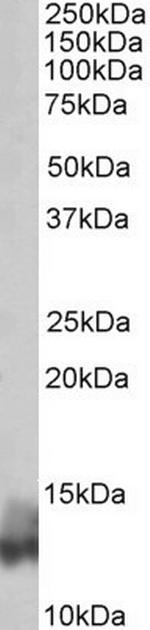 Phospholamban Antibody in Western Blot (WB)