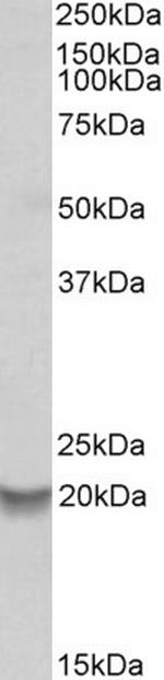 BCL2A1 Antibody in Western Blot (WB)