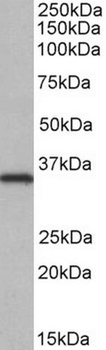 NEK7 Antibody in Western Blot (WB)