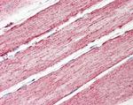 IDH2 Antibody in Immunohistochemistry (Paraffin) (IHC (P))