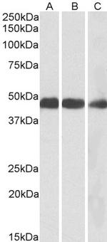 IDH2 Antibody in Western Blot (WB)