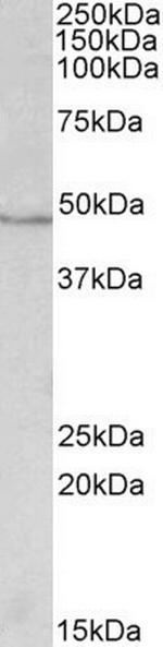 IDH1 Antibody in Western Blot (WB)