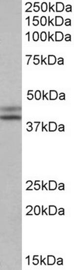 IDH1 Antibody in Western Blot (WB)