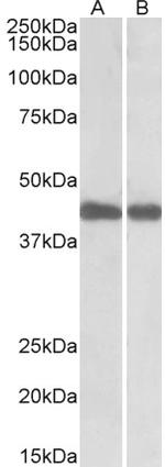 IDH1 Antibody in Western Blot (WB)