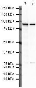 beta Catenin Antibody in Western Blot (WB)