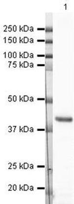 GAP43 Antibody in Western Blot (WB)