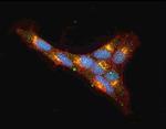 PADI2 Antibody in Immunocytochemistry (ICC/IF)