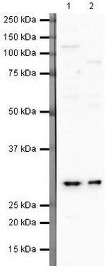 FKBP25 Antibody in Western Blot (WB)