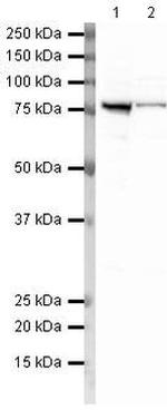 GRP78 Antibody in Western Blot (WB)