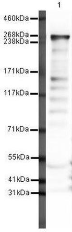 FASN Antibody in Western Blot (WB)