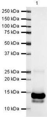 PDGF-B Antibody in Western Blot (WB)