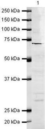 CRG-L2 Antibody in Western Blot (WB)