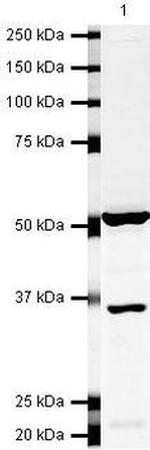 HuR Antibody in Western Blot (WB)