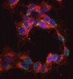 CAPS1 Antibody in Immunocytochemistry (ICC/IF)