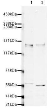 CAPS1 Antibody in Western Blot (WB)