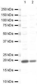 UBC9 Antibody in Western Blot (WB)