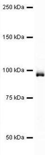 EEF2 Antibody in Western Blot (WB)