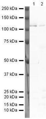 PROX1 Antibody in Western Blot (WB)