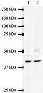 IHH Antibody in Western Blot (WB)