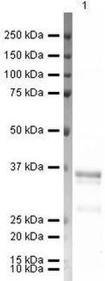 SCD Antibody in Western Blot (WB)