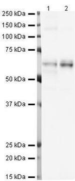 GLT-1 Antibody in Western Blot (WB)