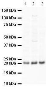 GPX4 Antibody in Western Blot (WB)