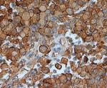 Annexin A2 Antibody in Immunohistochemistry (Paraffin) (IHC (P))