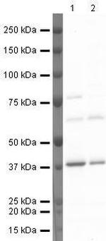 Annexin A2 Antibody in Western Blot (WB)