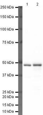 TDP-43 Antibody in Western Blot (WB)