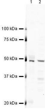 Flotillin 1 Antibody in Western Blot (WB)