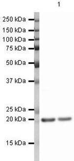 Cofilin Antibody in Western Blot (WB)