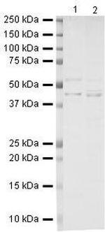 beta Dystroglycan Antibody in Western Blot (WB)