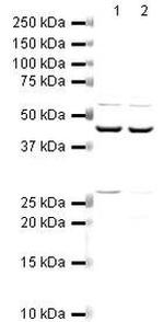 Arp2 Antibody in Western Blot (WB)