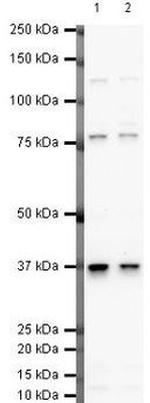 Follistatin Antibody in Western Blot (WB)