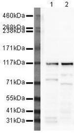 MAML1 Antibody in Western Blot (WB)