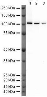 Dynamin 2 Antibody in Western Blot (WB)