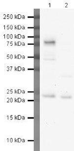 TNF alpha Antibody in Western Blot (WB)