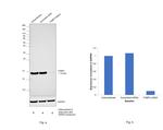 FABP4 Antibody in Western Blot (WB)