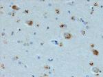 AVP Antibody in Immunohistochemistry (Paraffin) (IHC (P))