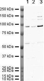 Gelsolin Antibody in Western Blot (WB)