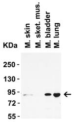 STAT1 Antibody in Western Blot (WB)